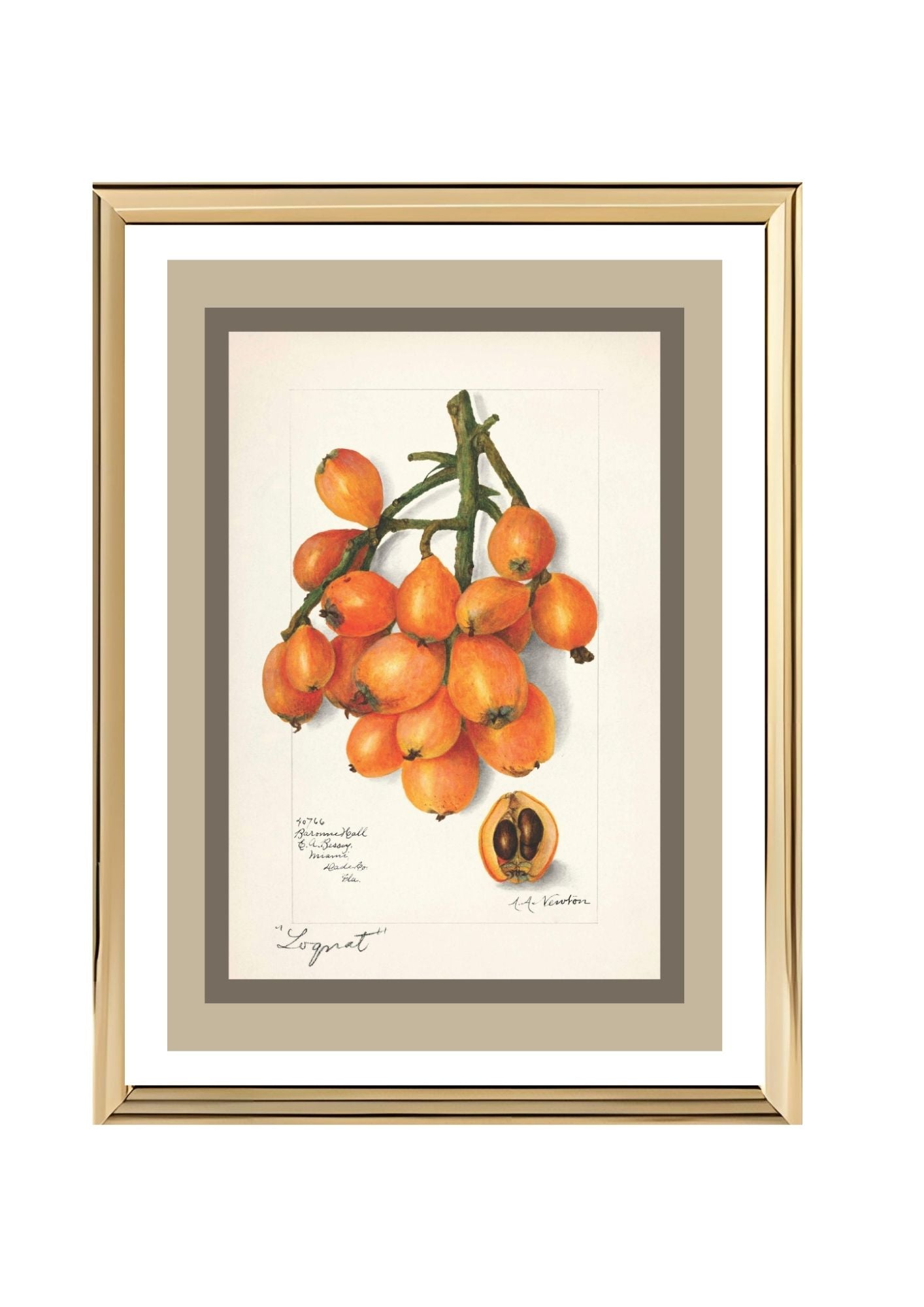 Loquats Eriobotrya Japonica