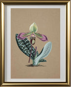 Cypripedium Hookerae