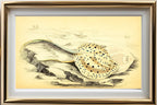 Halgan's Spine-Tailed Ray