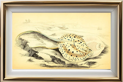 Halgan's Spine-Tailed Ray