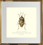 Aplerotus Maculatus