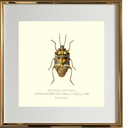 Aplerotus Maculatus