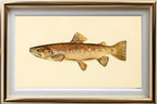 The Brown Trout (Adult Male) Salmo-Fario