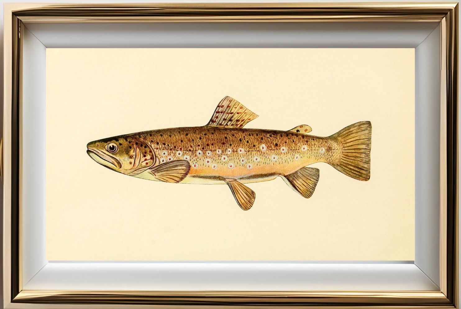 The Brown Trout (Adult Male) Salmo-Fario