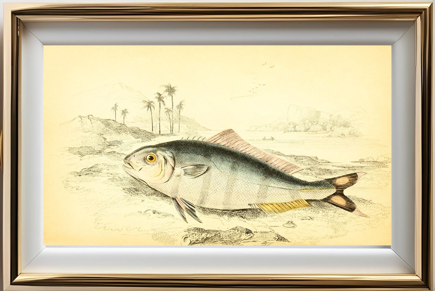 Indian Pilot-Fish