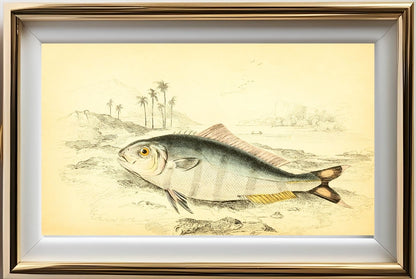 Indian Pilot-Fish