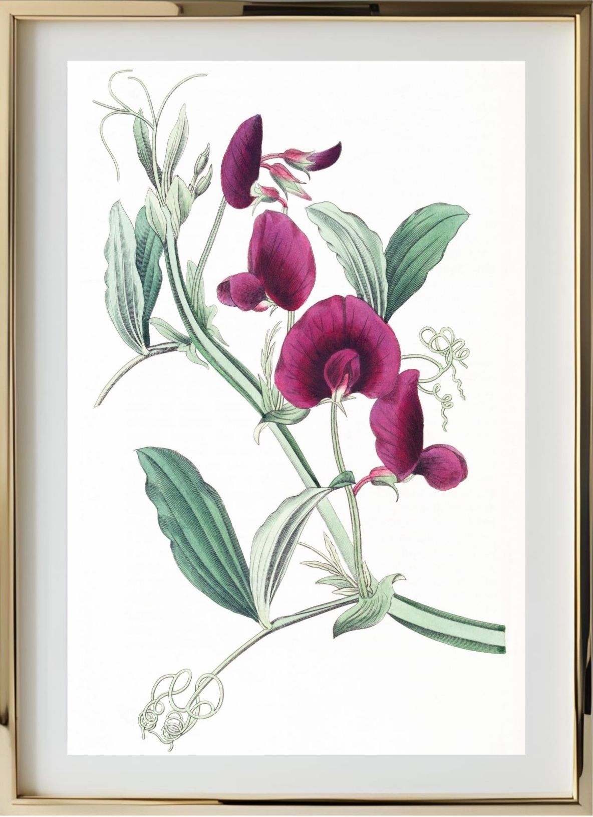 The Tangier Pea