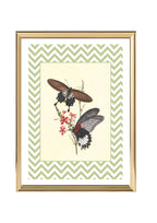 Papilio Coon and Papilio Agener
