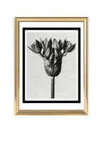Allium Ostroroskianum (Ornamental Onion)