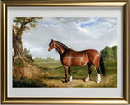 A Clydesdale Stallion