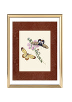 Papilio harmonia; Papilio crefsida