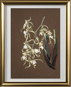 Oncidium Phymatochylum