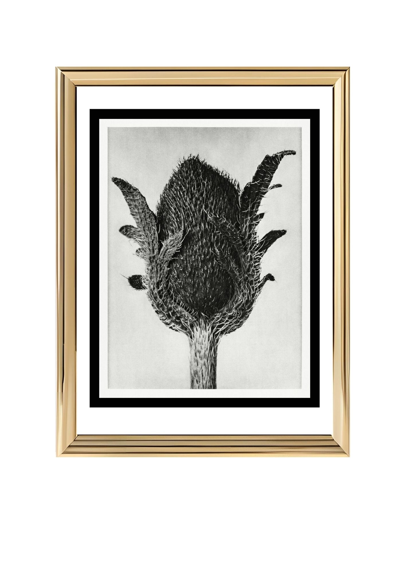 Papaver orientale (Oriental Poppy)