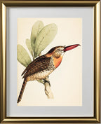 Long-Bill'd Puff Bird