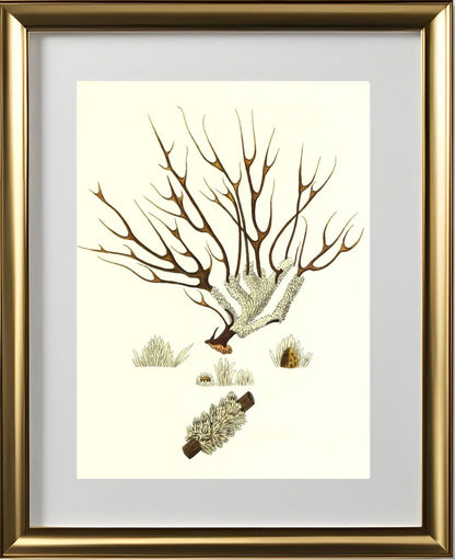 Gorgonia muricata 2