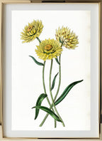 Two-coloured Elichrysum