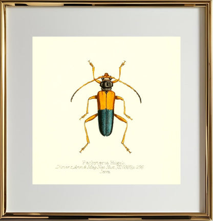 Pachyteria Hugeli
