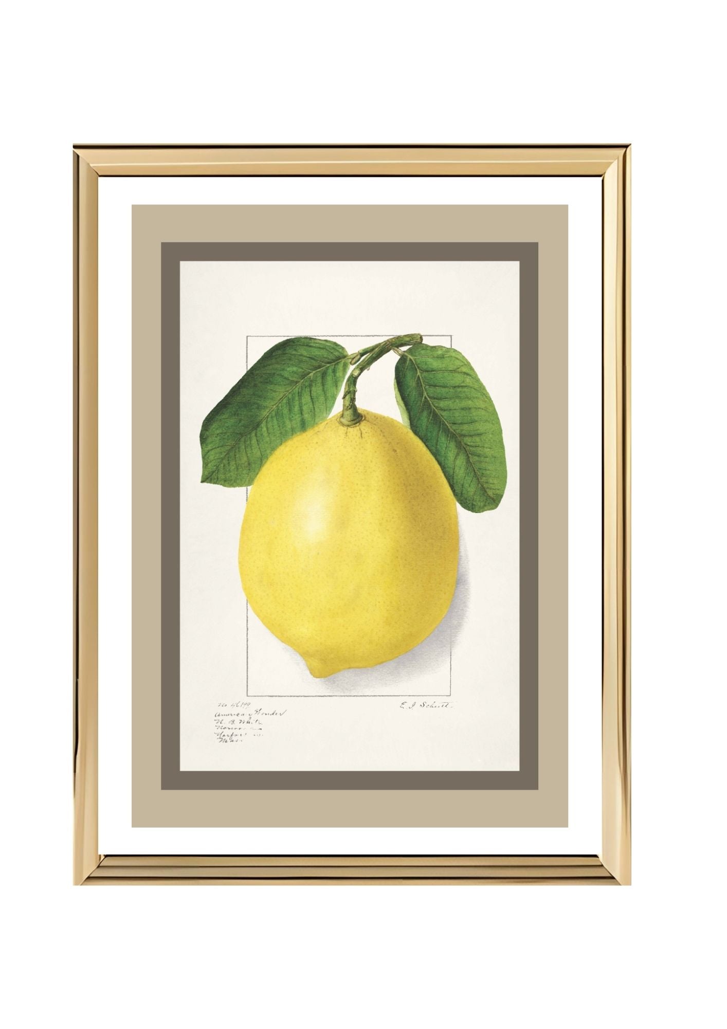 Lemon Citrus