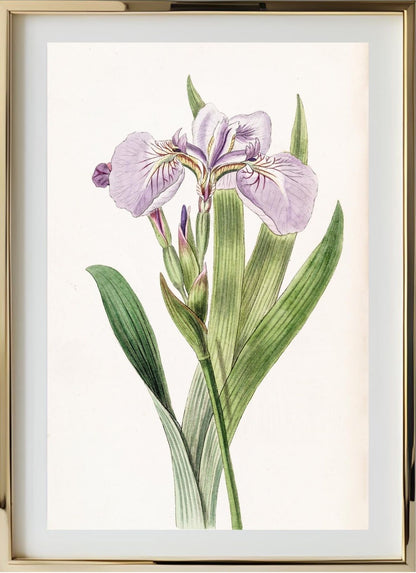 Bristle-Tipped Iris