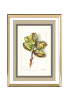Hickory Carya