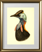 Casuarius Bicarunculatus
