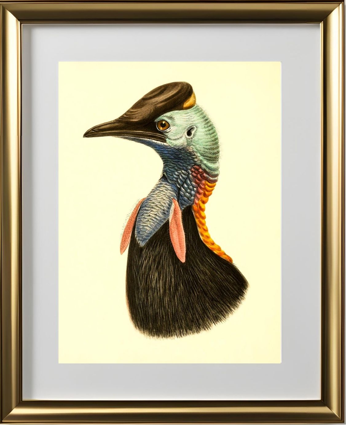 Casuarius Bicarunculatus