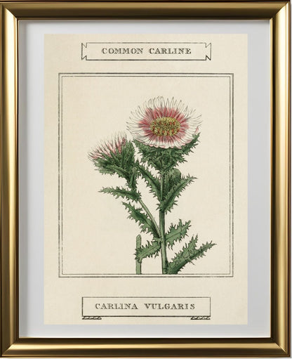 Common Carline