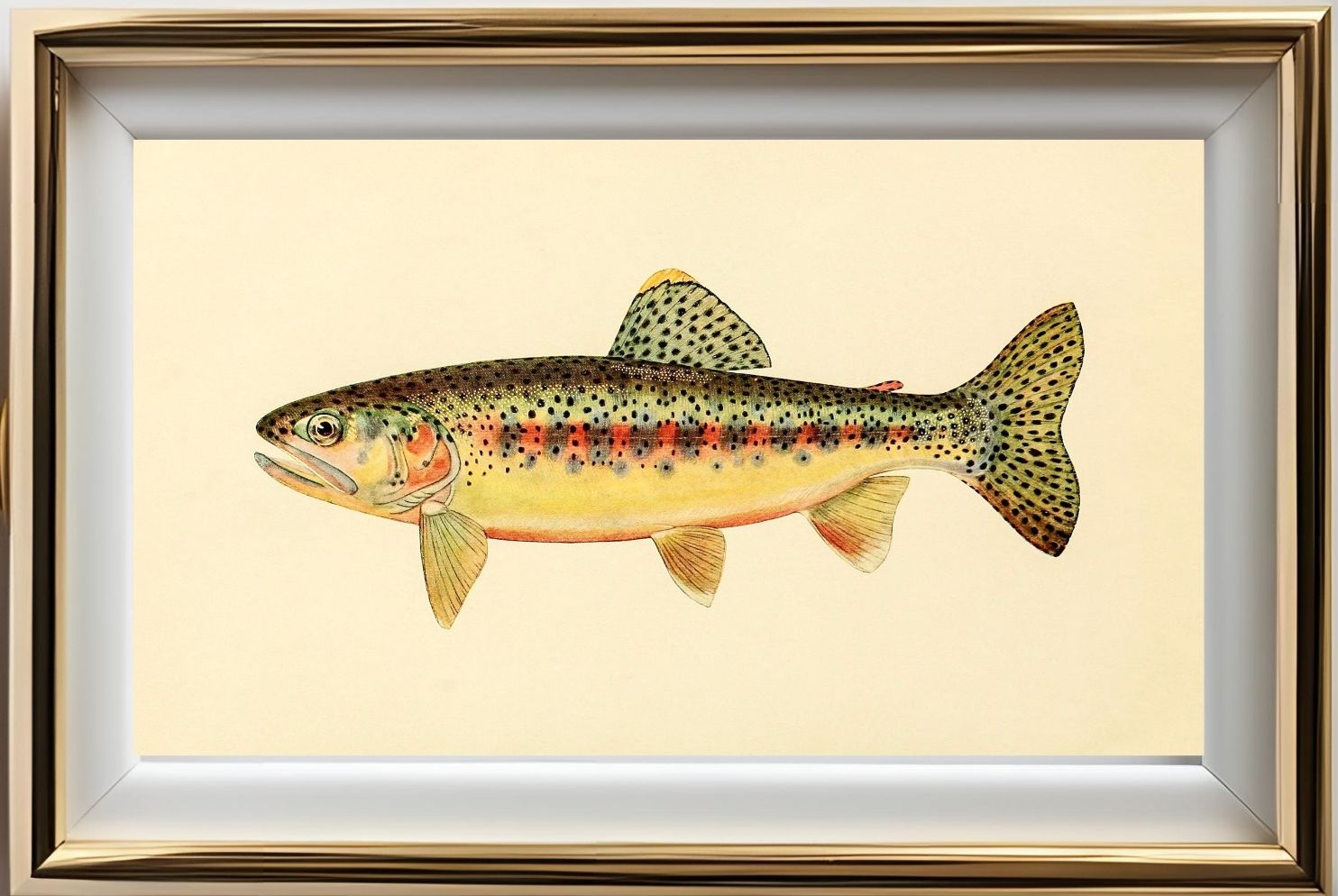 The Golden Trout of Soda Creek, California (Adult Male) Salmo-Gilberti-Whitei