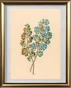 Pentand Mono. (Ehretia Rigida)