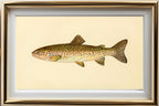 The Steelhead Trout (Adult Male) Salmo-Rivularis