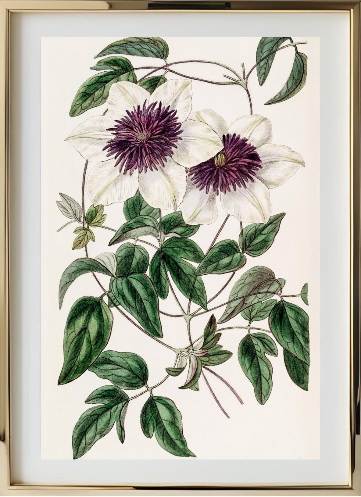 Siebold's Clematis