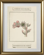 Common Houseleek