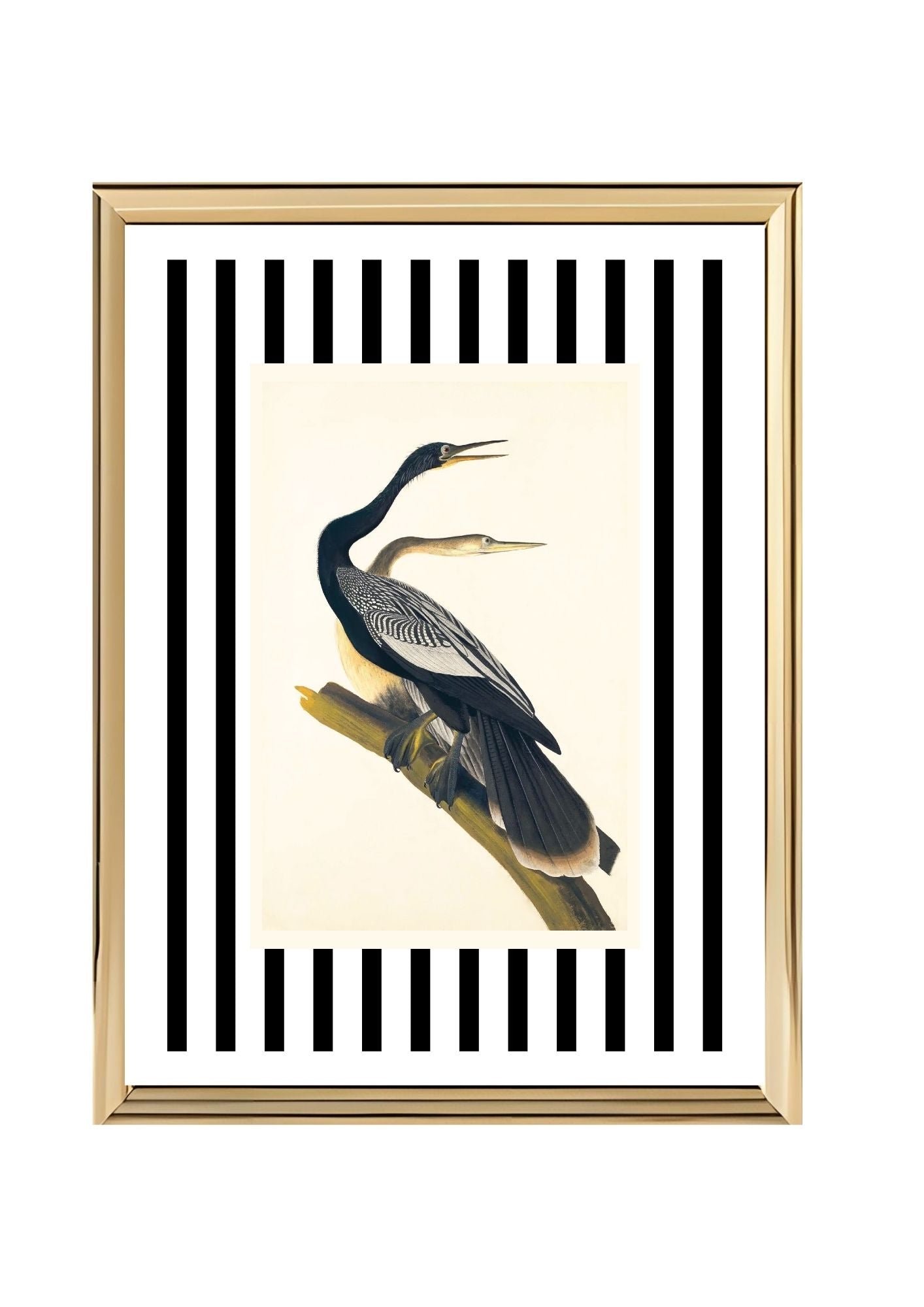 Black Bellied Darter