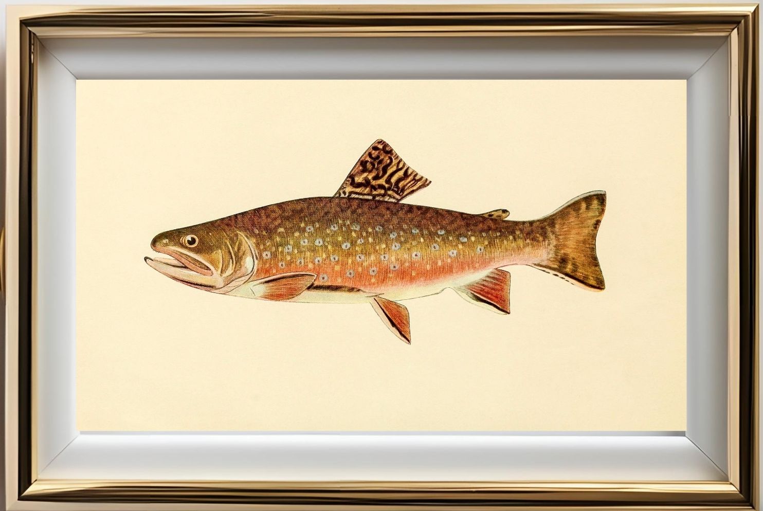 The Brook Trout (Adult Male) Salvelinus-Fontinalis