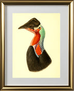Casuarius Loriae
