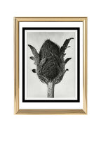 Papaver orientale (Oriental Poppy)