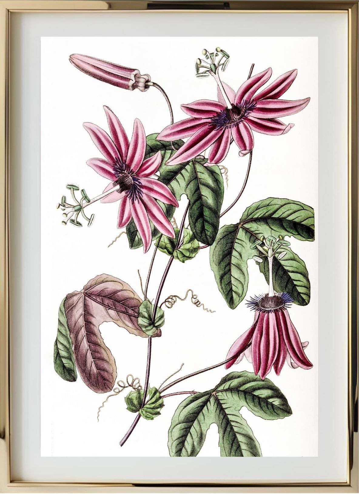 Crimson Passionflower