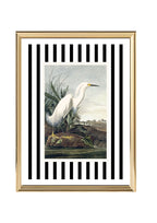 Snowy Egret