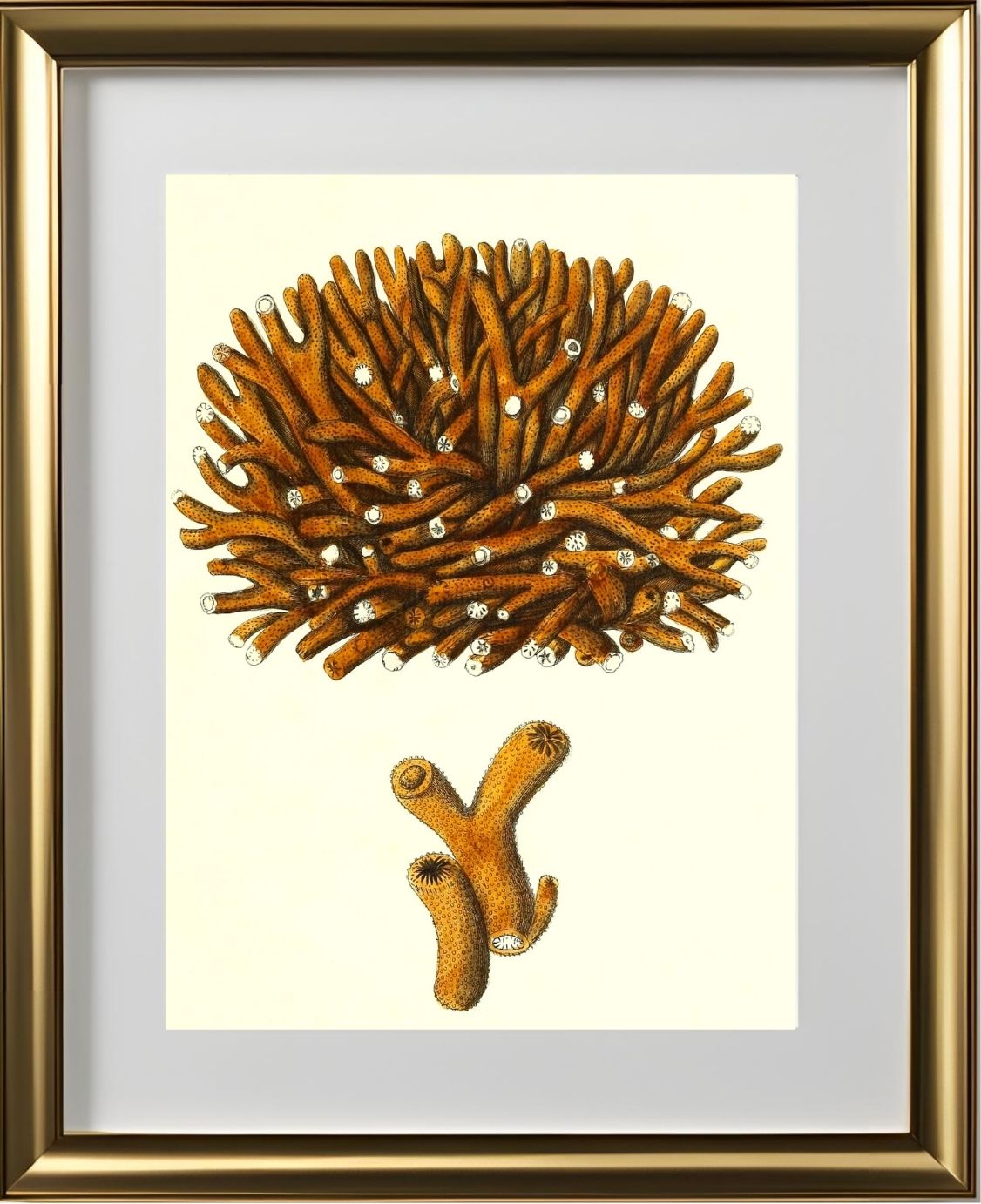 Madrepora flexuofa