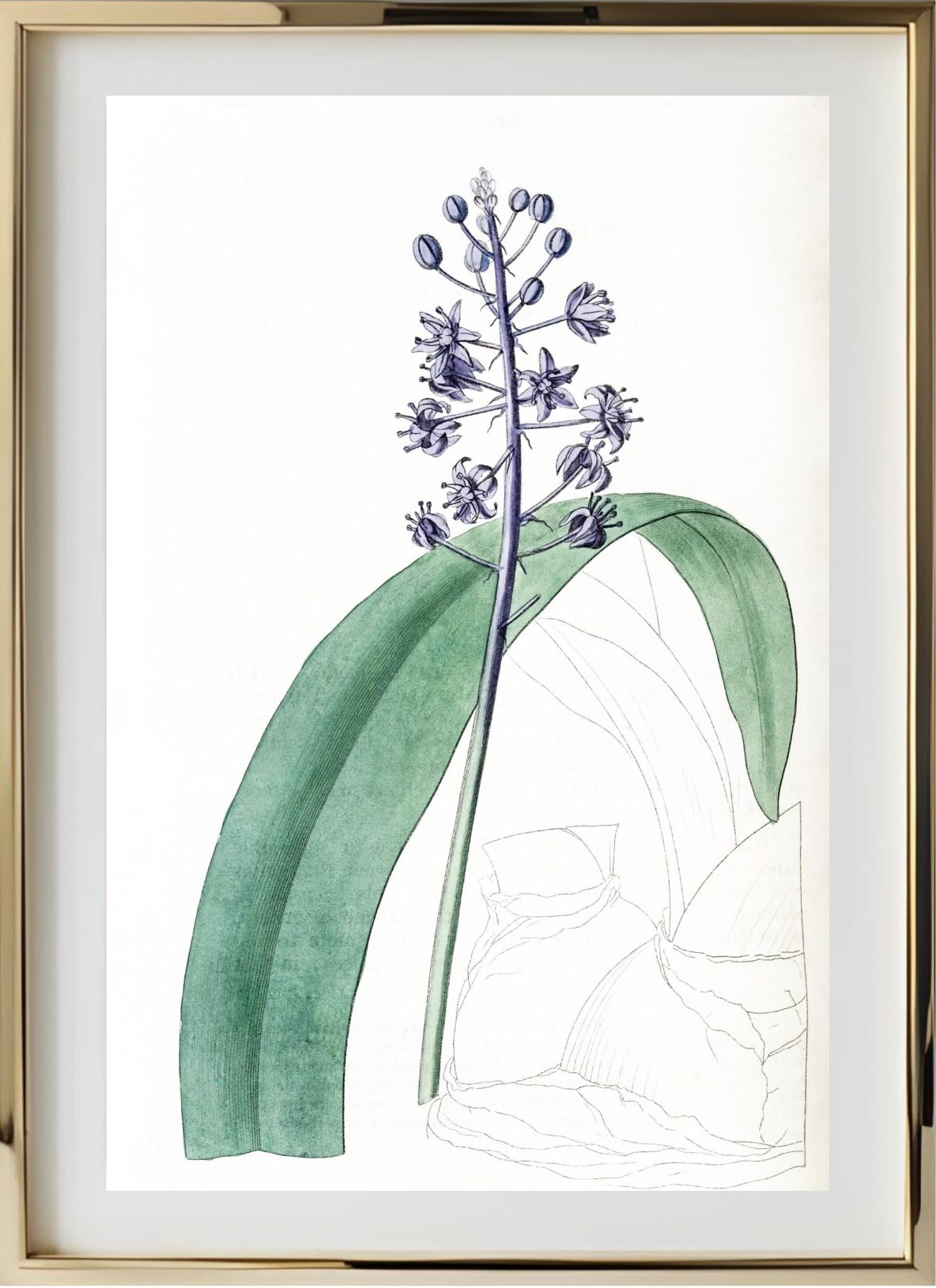 Lead-Coloured Scilla
