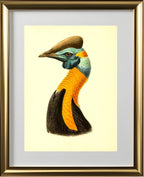 Casuarius Uniappendiculatus Aurantiacus