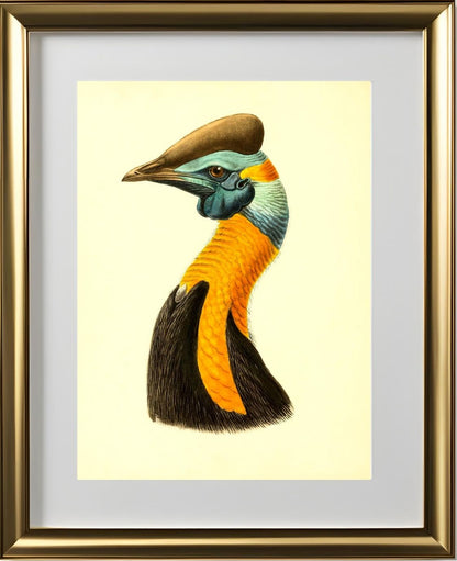 Casuarius Uniappendiculatus Aurantiacus