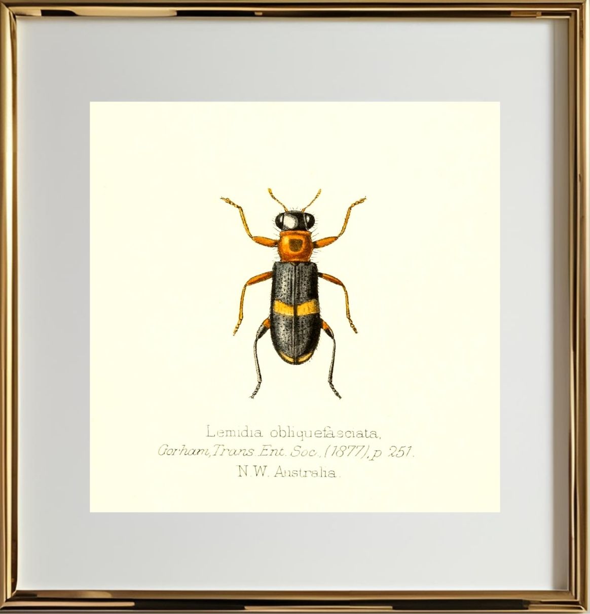 Lemidia Obliquefasciata