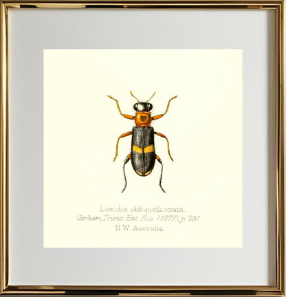 Lemidia Obliquefasciata