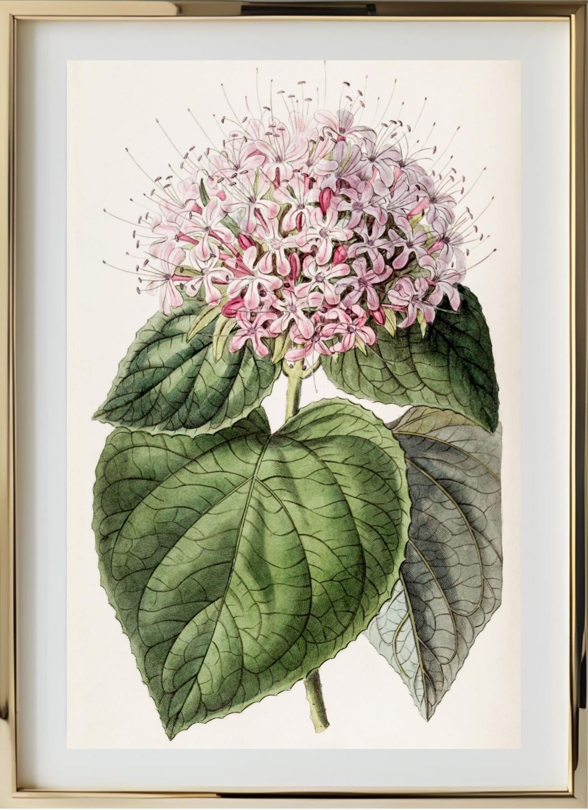 Fragrant Clerodendron