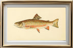 The Brook Trout (Adult Male) Salvelinus-Fontinalis (early fall coloration)