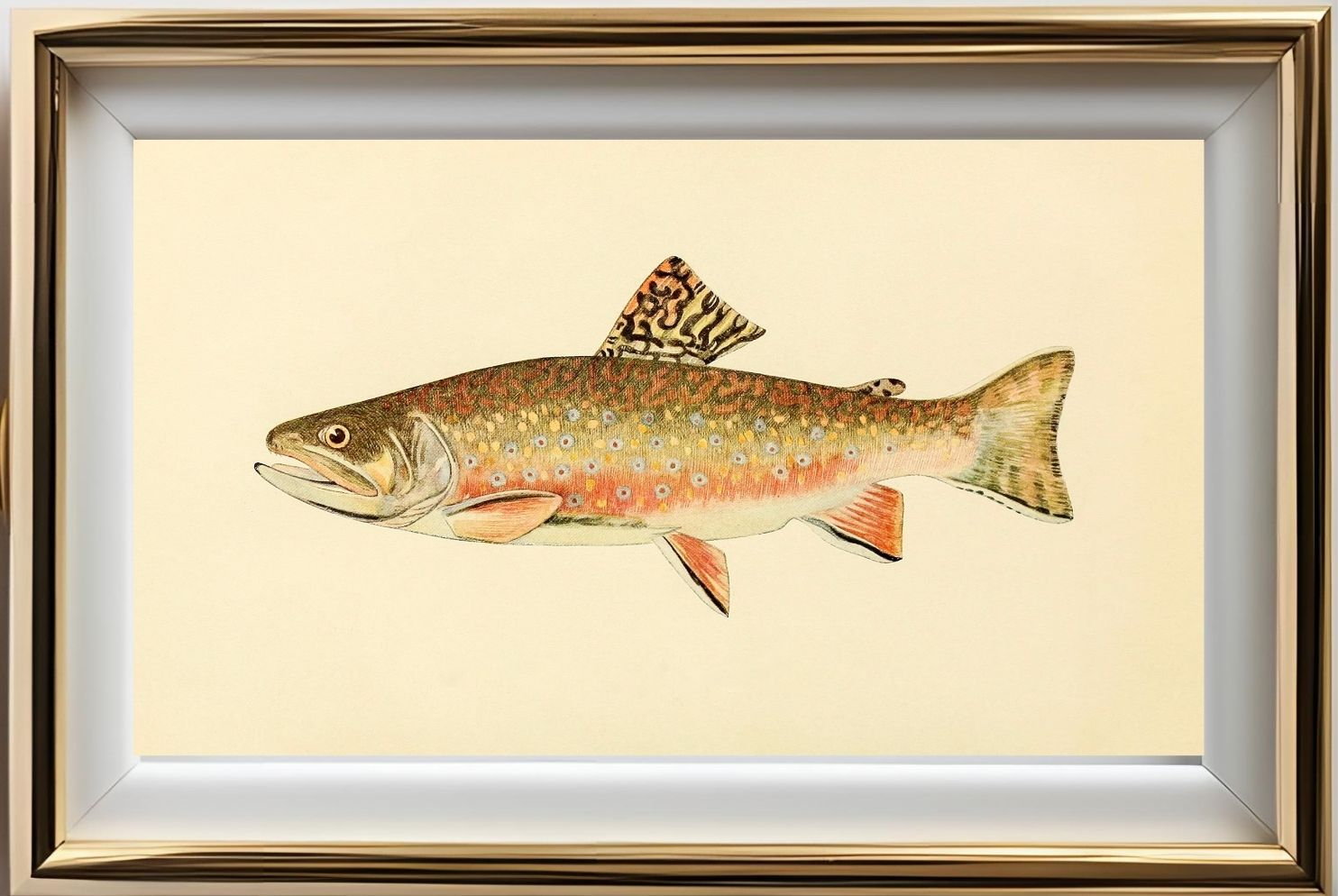 The Brook Trout (Adult Male) Salvelinus-Fontinalis (early fall coloration)