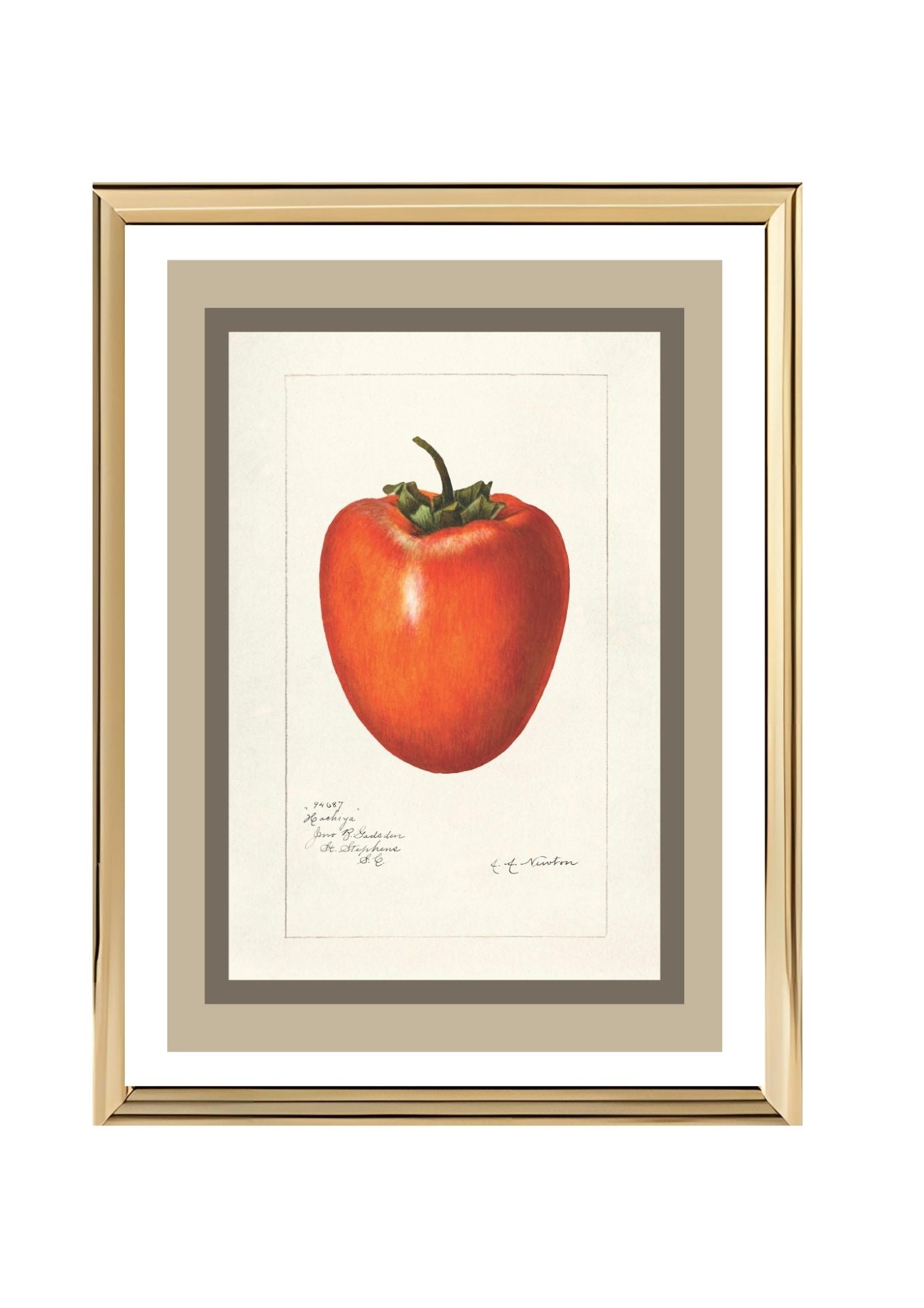 Persimmon