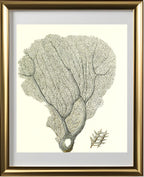 Gorgonia flabellum