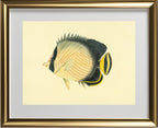 Chaetodon Vagabundus